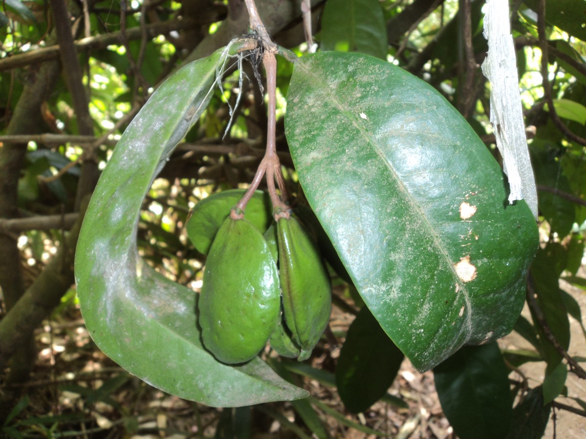 Quassia indica (Gaertn.) Noot.